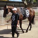 Olivia with Halin Diamonds at Warwick Farm races